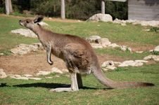 Grey Kangaroo Stock Photography