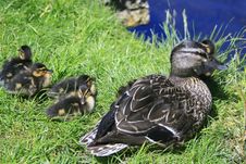 Duck Family Stock Photography