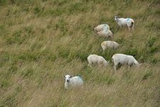 English Countryside Landscape: Sheep In Grass Stock Photo
