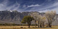 Lone Trees Against The Californian Sierra Nevada. Royalty Free Stock Photo