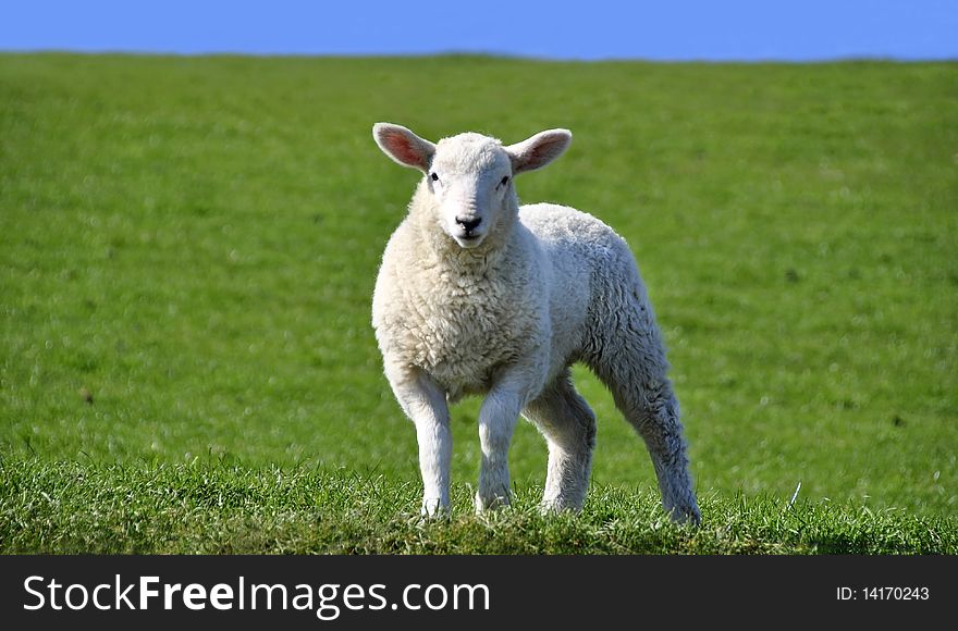 Cute Curious Lamb Looking at the Camera on a green grass field with a blue sky in Spring. Cute Curious Lamb Looking at the Camera on a green grass field with a blue sky in Spring
