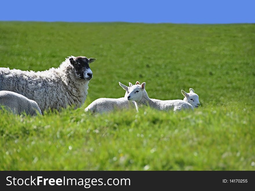 Sheep with Four Cute Lambs in the Green Grass Field with Blue Sky in Spring. Sheep with Four Cute Lambs in the Green Grass Field with Blue Sky in Spring