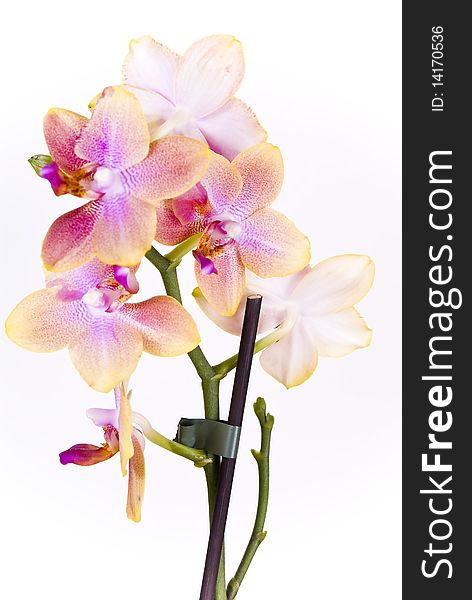 Orchid