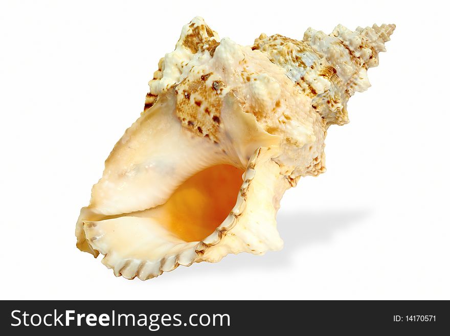 Sea seashell for gift on white background