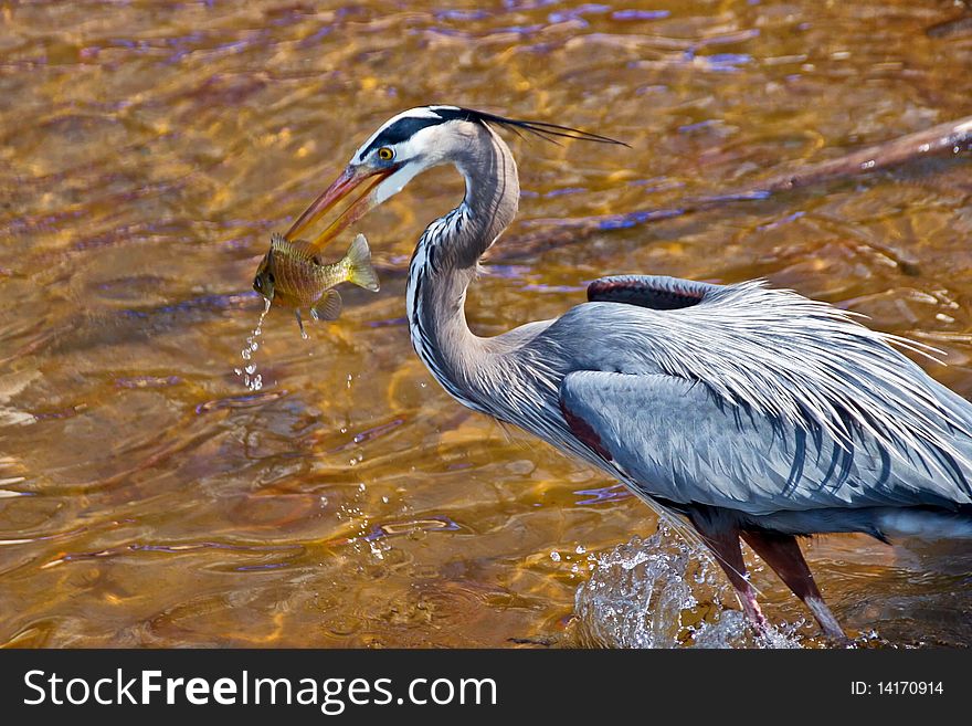 Heron catching a fish in his beak. Heron catching a fish in his beak.