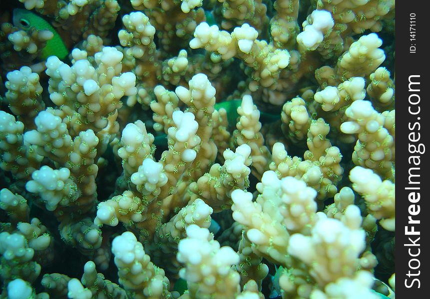 Coral reef underwater exotic ocean