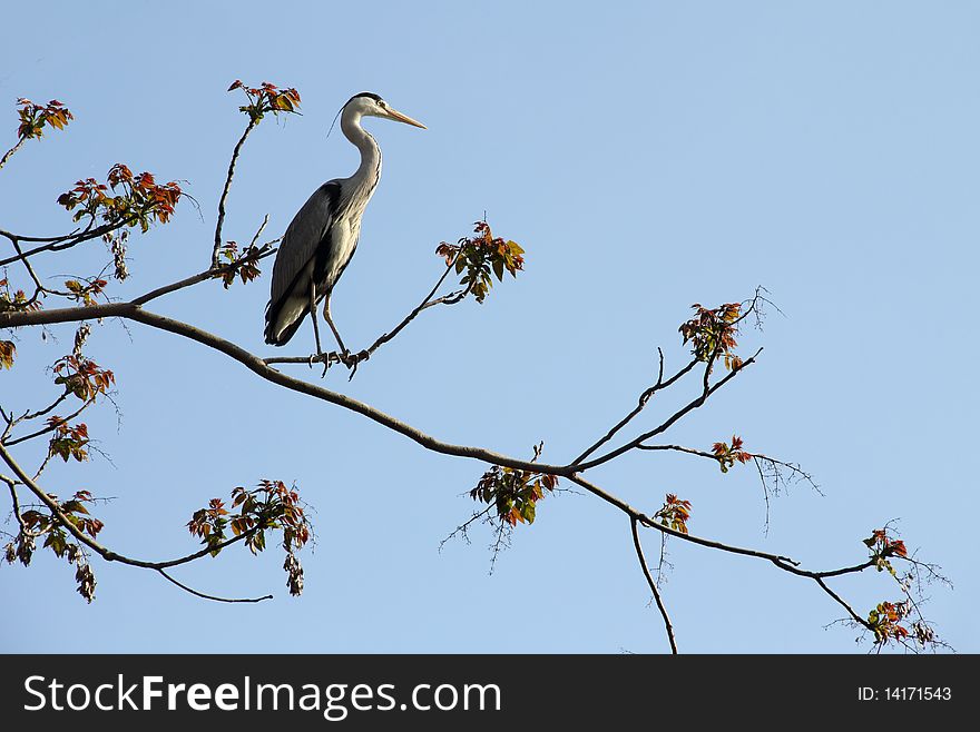 Heron sits on a thin tree branch.