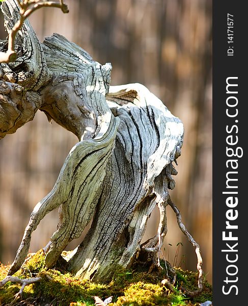 Macro of a bonsai in botanical garden