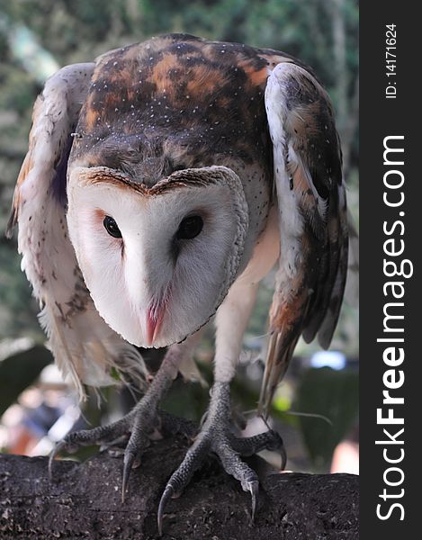 Picture of a masked owl on a tree