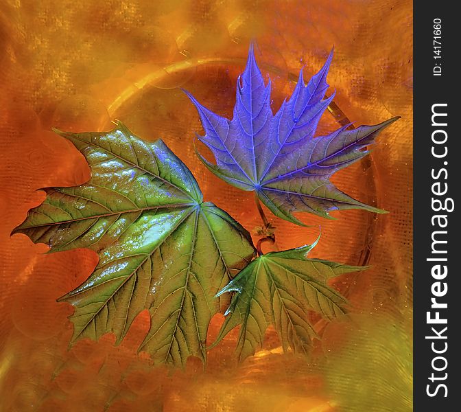 Leaves of a young maple in water with orange silicone balls. Colour counteropenwork illumination