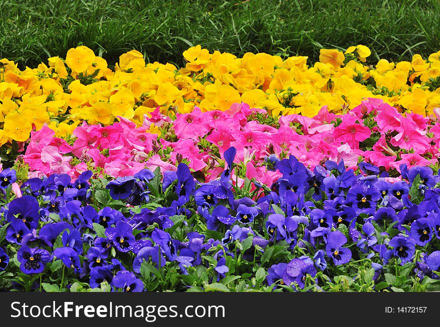 Beautiful flowers in the lawn. Beautiful flowers in the lawn.