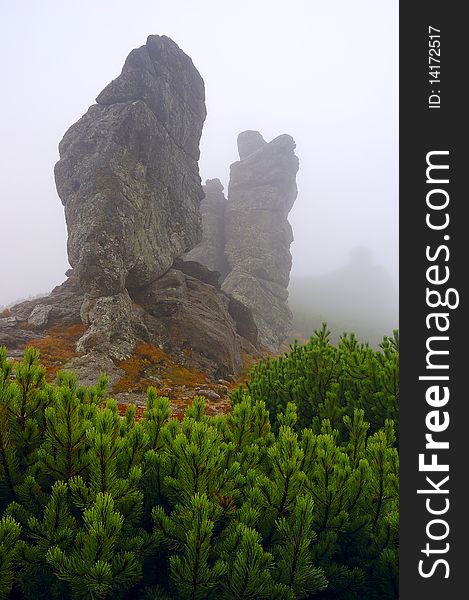 Stone in mountains and the Alpine pine in the foggy afternoon