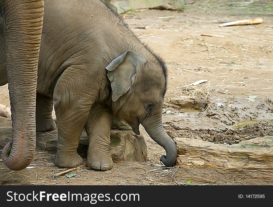 A baby elephant next to his mother