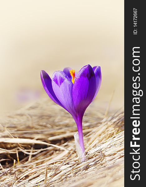 Blossoming Crocuses