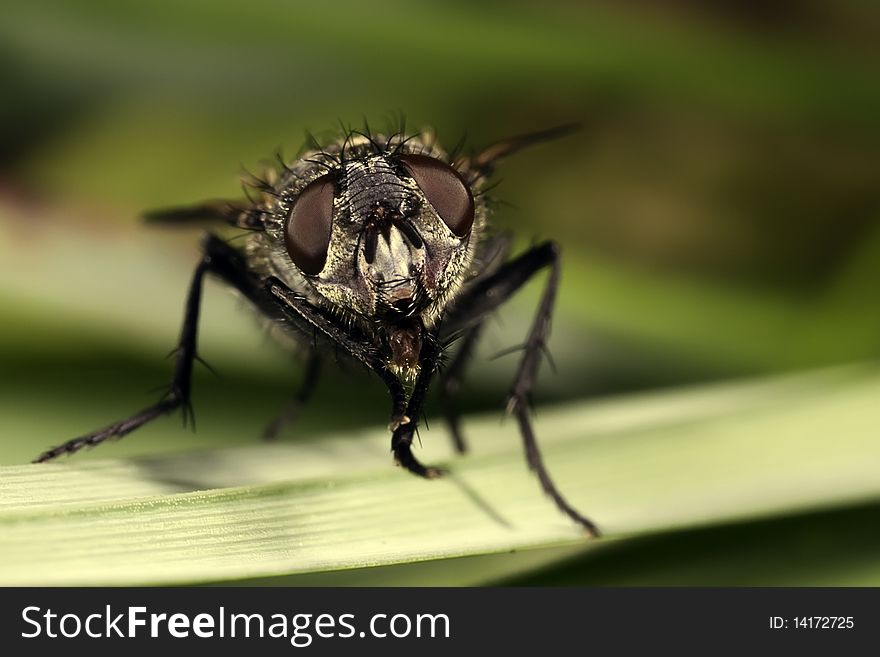 Macro shot of a common fly. Macro shot of a common fly