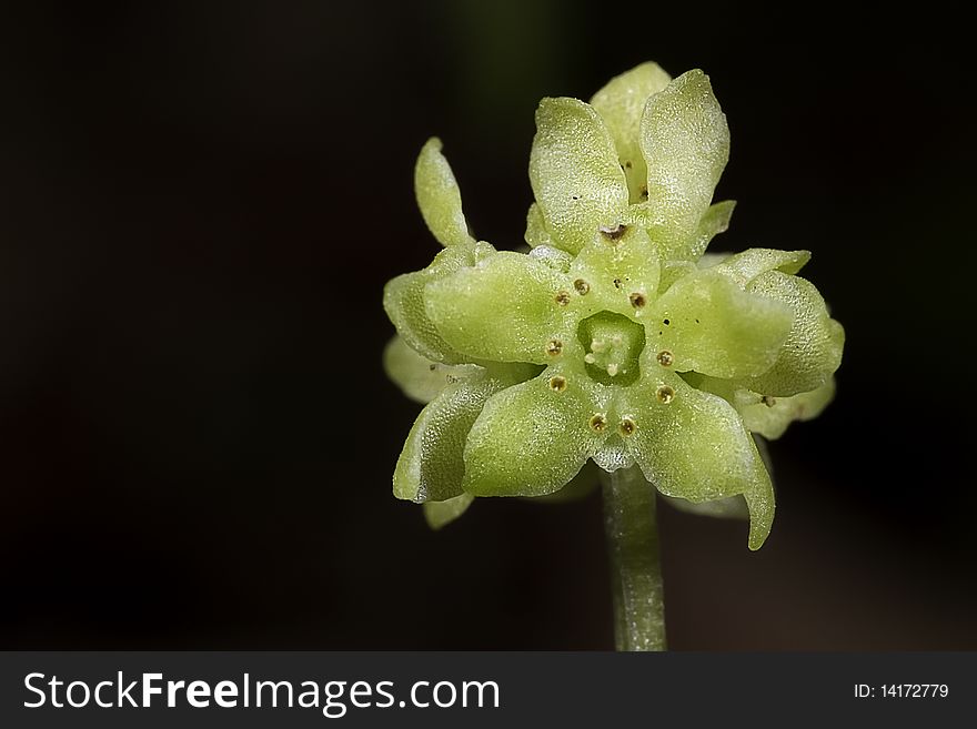 Macro shot of adoxa moschatellino (small flower)