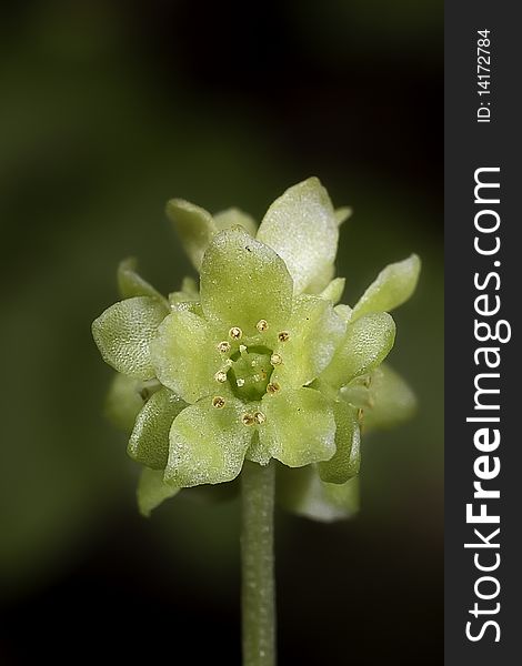 Macro shot of adoxa moschatellino (small flower)