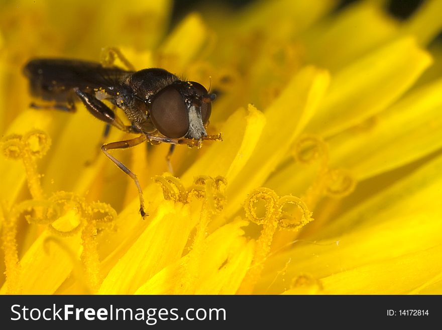 Macro shot of an insect on a dandelion flower. Macro shot of an insect on a dandelion flower