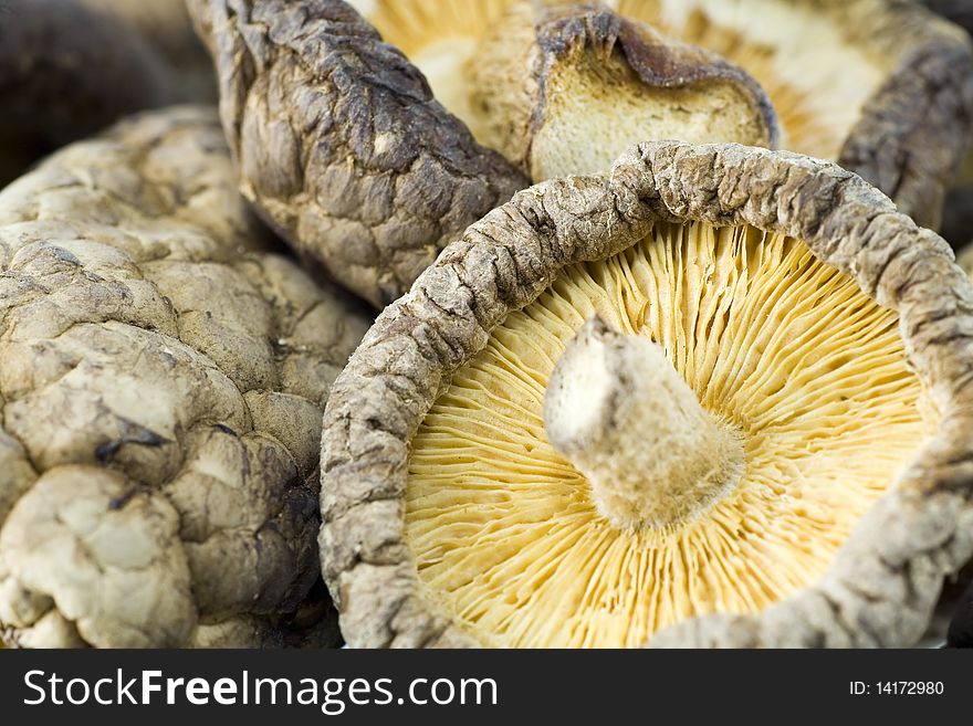 Detail of dry mushrooms close up
