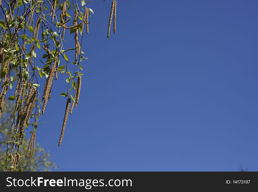 Beautiful leafs on a blue sky. Beautiful leafs on a blue sky