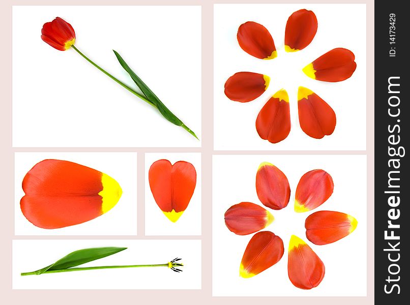 The tulip is separated in parts. The tulip is separated in parts.