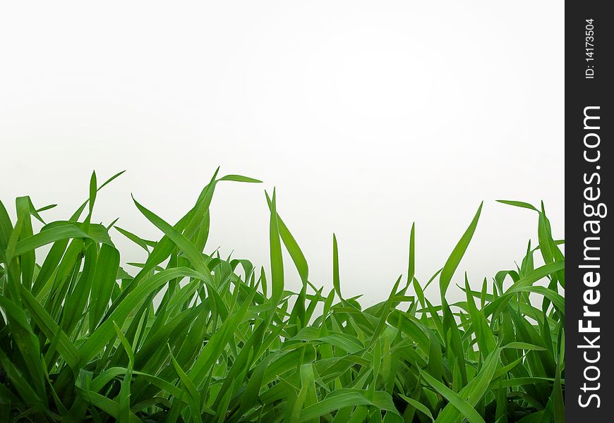 Green and fesh grass on white background