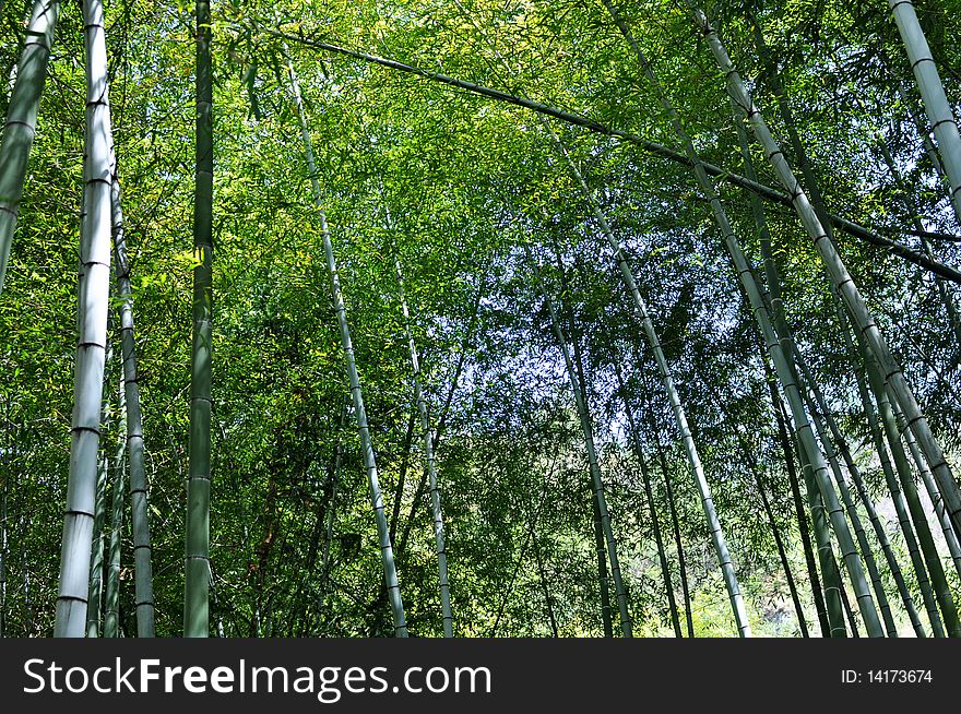 Scenery of green bamboo forest