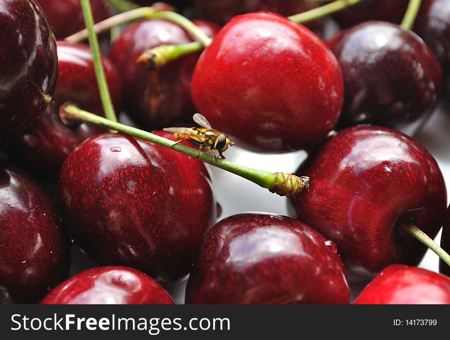 Cherry fruits and Flower Fly insect. Cherry fruits and Flower Fly insect.
