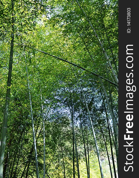 Scenery of green bamboo forest