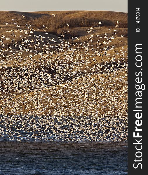 Snow Geese on Buffalo Pound Lake in flight Saskatchewan. Snow Geese on Buffalo Pound Lake in flight Saskatchewan