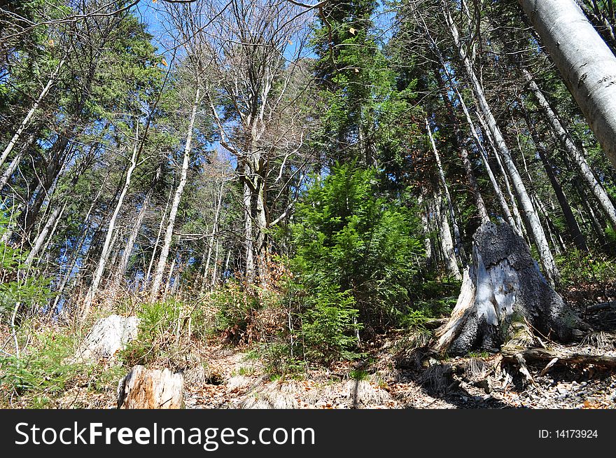 Beautiful mixed forest in mountains on a background dark blue sky. Beautiful mixed forest in mountains on a background dark blue sky