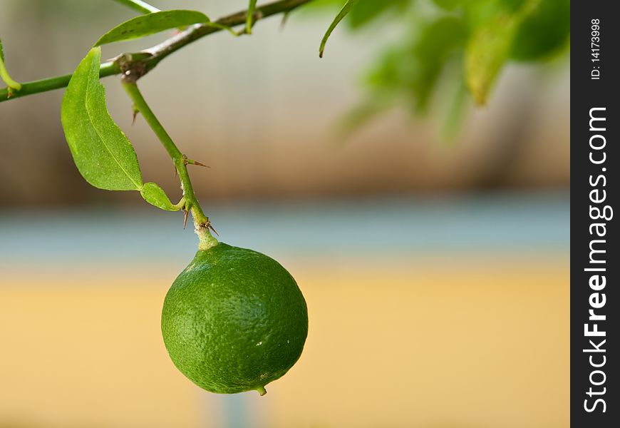 The picture of the lime, growing in the yard. The picture of the lime, growing in the yard