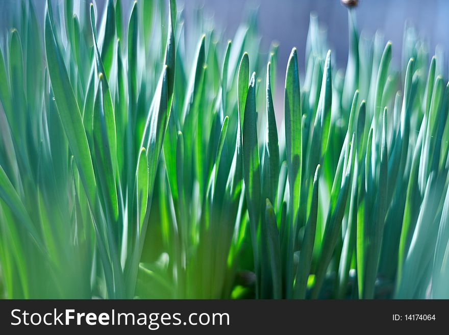 Young green of spring grass, background bokeh