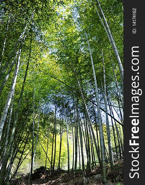 Scenery of green bamboo forest