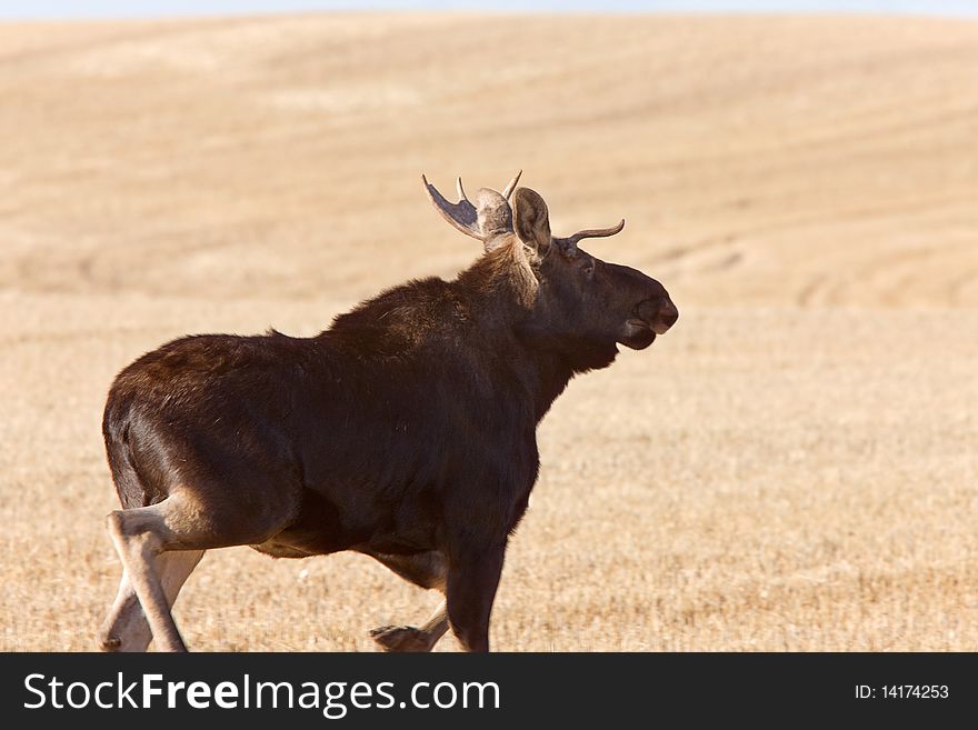 Young Bull Moose running in prairie field Saskatchewan