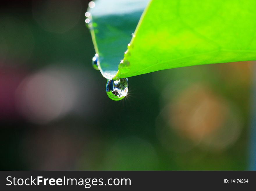 Many water dew drop in the morning. Many water dew drop in the morning.