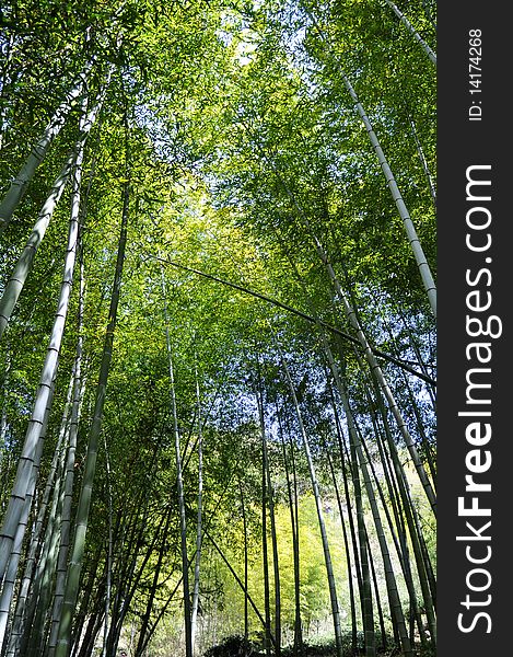 Scenery of green bamboo forest