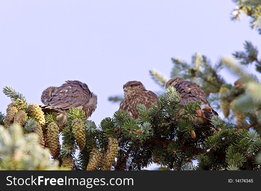 Hawk fledglings in pine tree baby. Hawk fledglings in pine tree baby