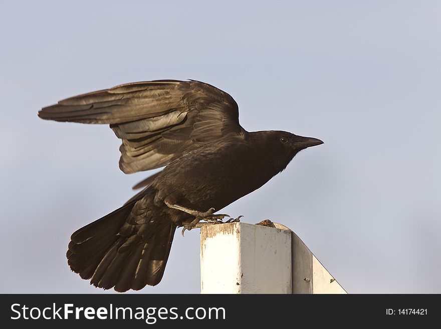 Crow fledgling perched on sign Black