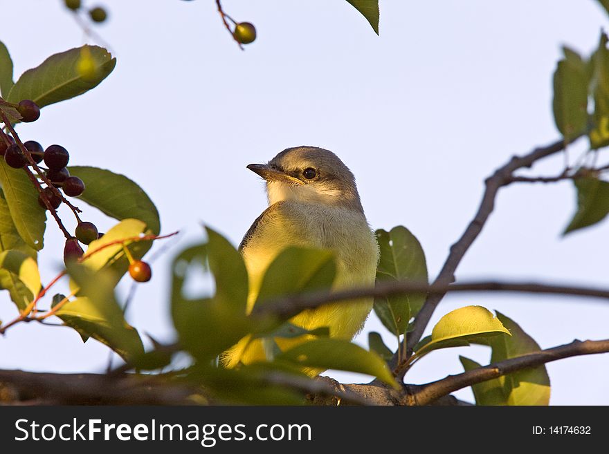 Baby Western Kingbird Saskatchewan