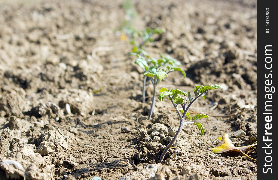 Young tomato plants growing in a field in spring time