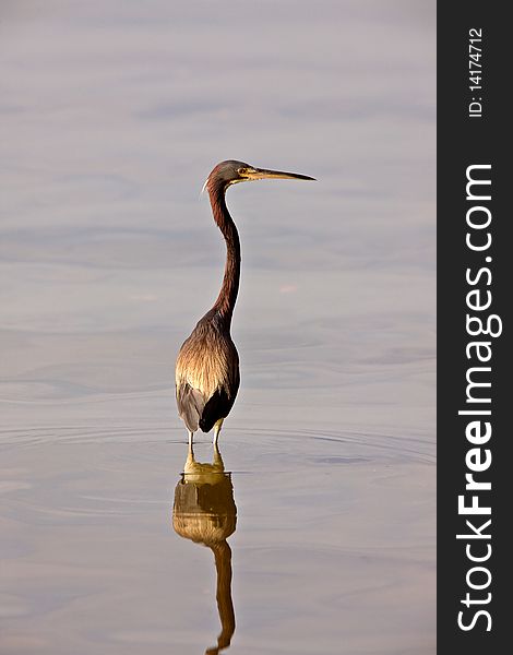 Great Blue Heron in Florida waters USA