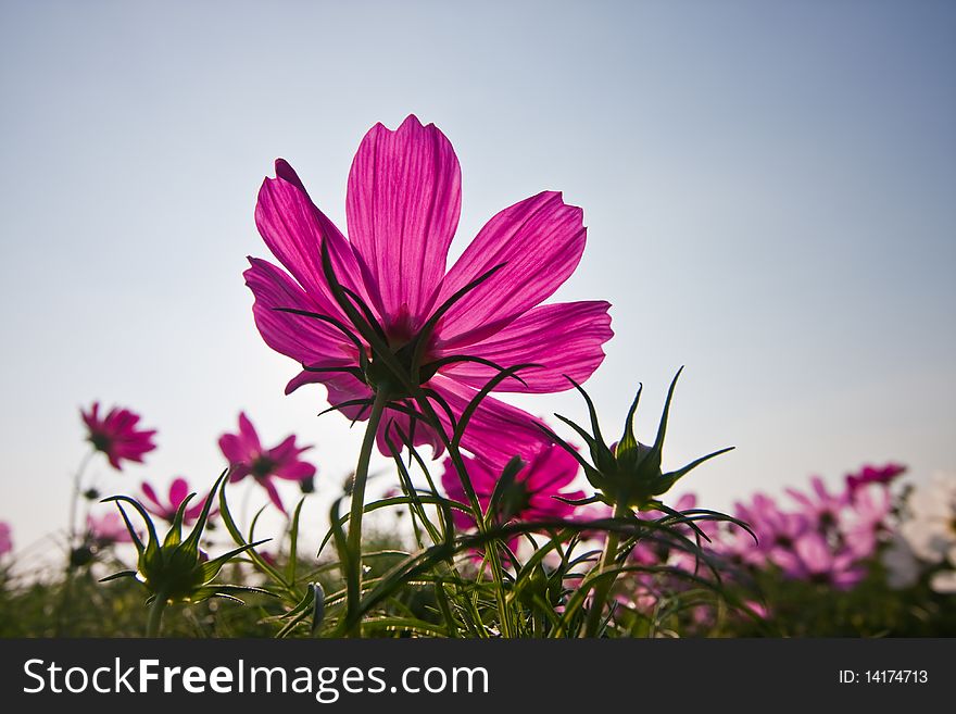 Fower on sky background image