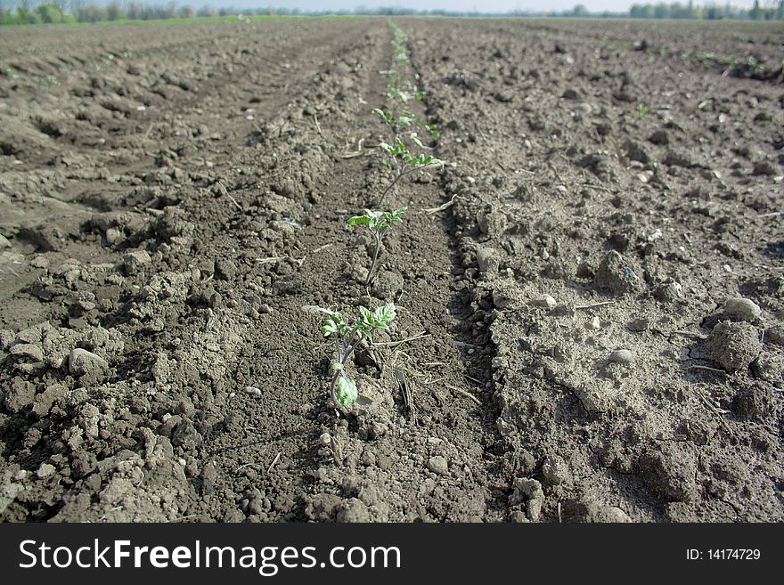 Young tomato plants growing in a field in spring time