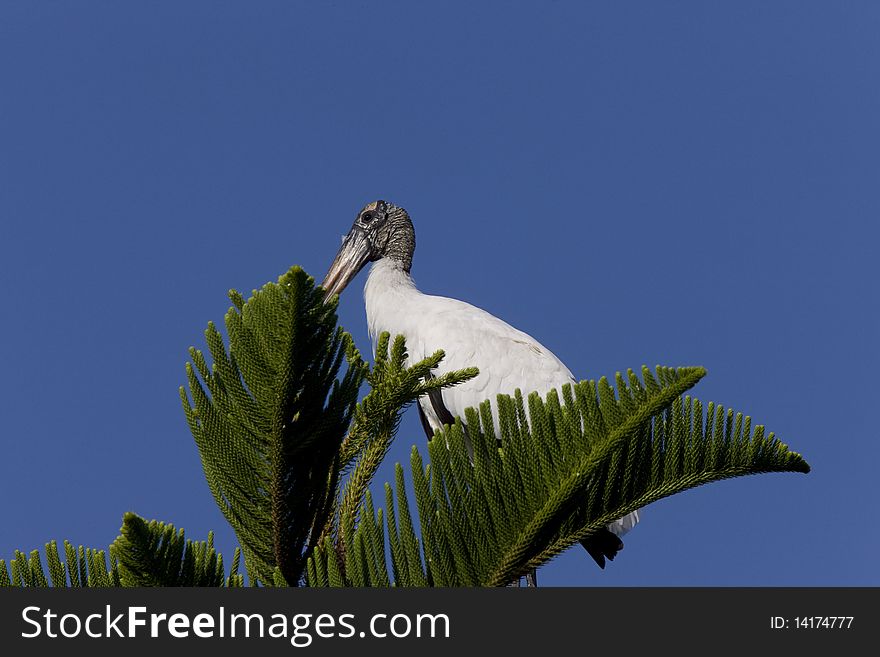 Wood Stork Perched In Florida Tree