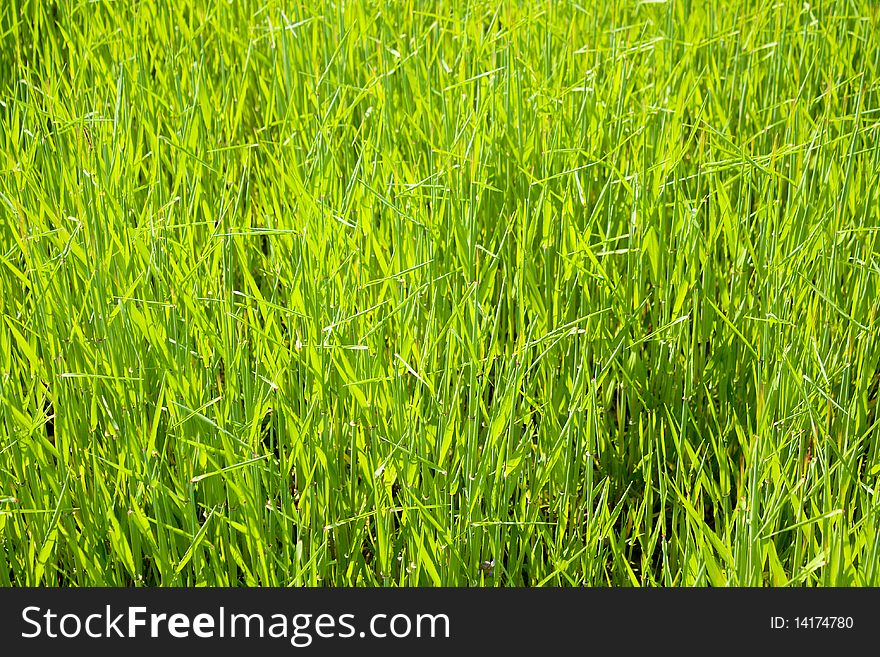 Green grass or buckwheat field background in spring time. Green grass or buckwheat field background in spring time