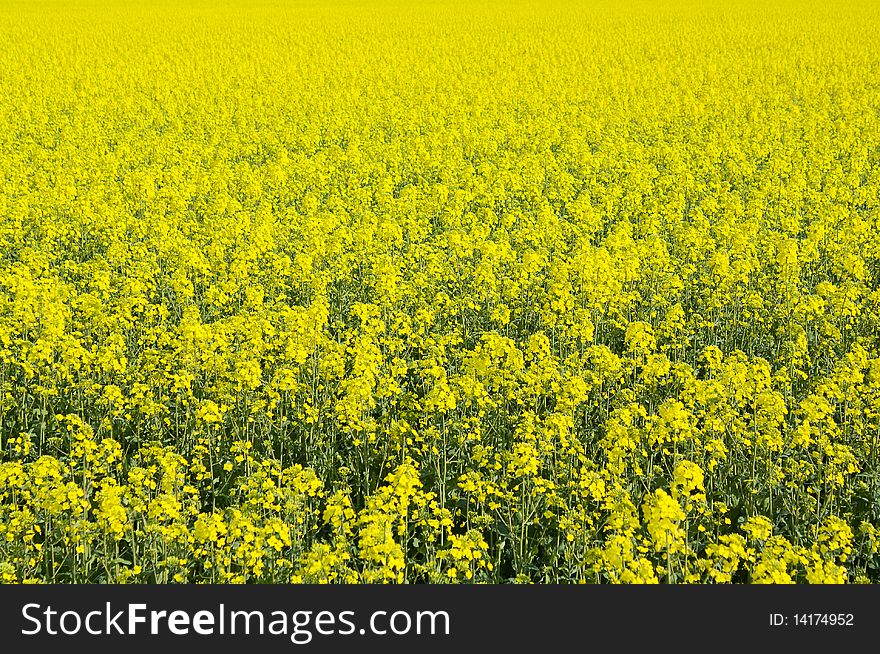 Beautiful field of rape yellow flowers in spring time