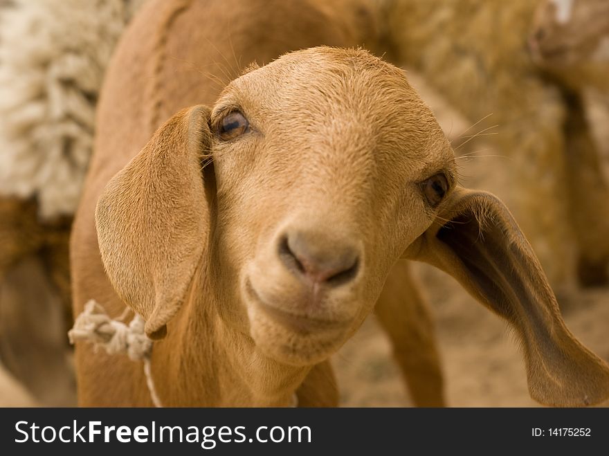 Goat is looking into camera as it is giving pose. Goat is looking into camera as it is giving pose