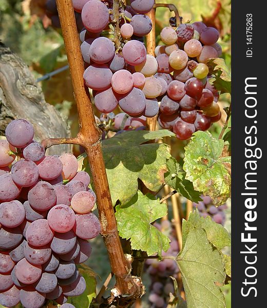 Two clusters of red grapes ready for picking. Two clusters of red grapes ready for picking