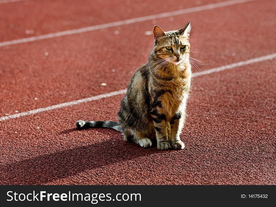 Cat sitting on red sport track. Cat sitting on red sport track